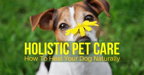 Harnessing the Power of Nature: Witchcraft Sprinkles for Dog Training